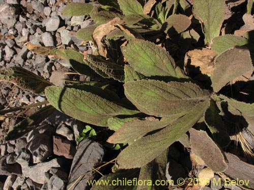 Imágen de Calceolaria paralia (Capachito de las vegas / topa-topa). Haga un clic para aumentar parte de imágen.