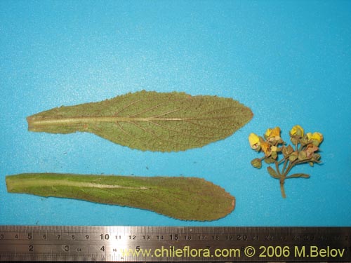 Imágen de Calceolaria paralia (Capachito de las vegas / topa-topa). Haga un clic para aumentar parte de imágen.