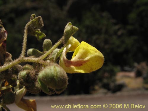 Calceolaria paralia的照片