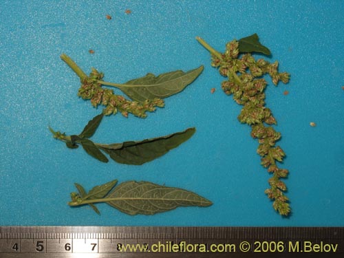 Image of Unidentified Plant sp. #2421 (). Click to enlarge parts of image.