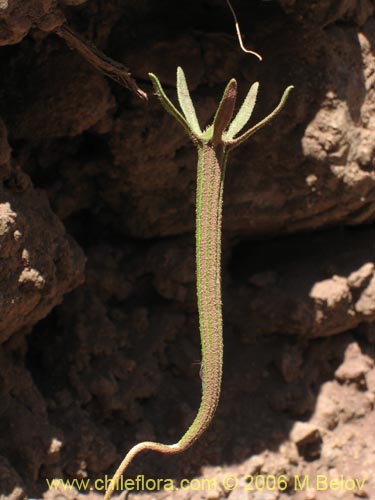 Scyphanthus elegans의 사진