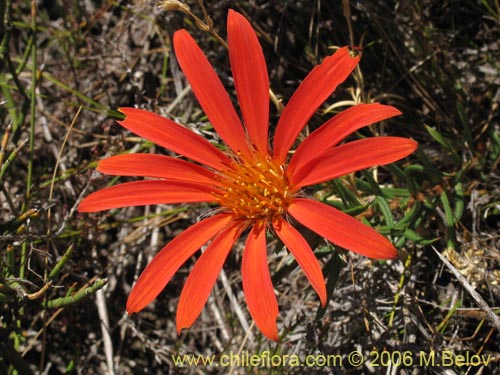 Imágen de Mutisia subulata fma. rosmarinifolia (Hierba del jote / Flor de la granada). Haga un clic para aumentar parte de imágen.