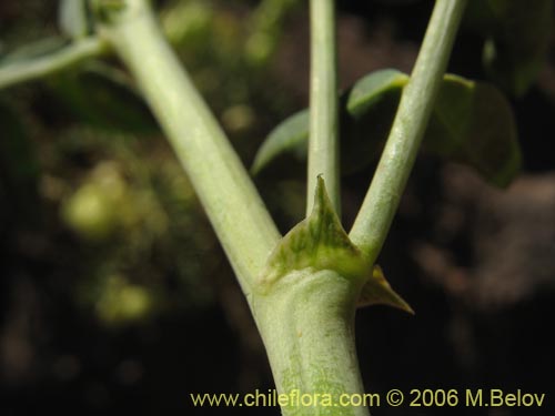 Imágen de Astragalus pehuenches (). Haga un clic para aumentar parte de imágen.