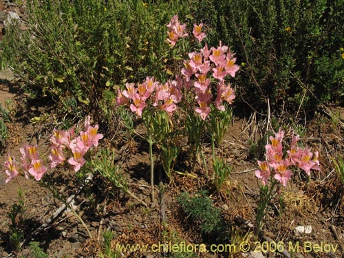 Alstroemeria ligtu ssp. incarnataの写真
