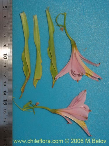 Bild von Alstroemeria ligtu ssp. incarnata (). Klicken Sie, um den Ausschnitt zu vergrössern.