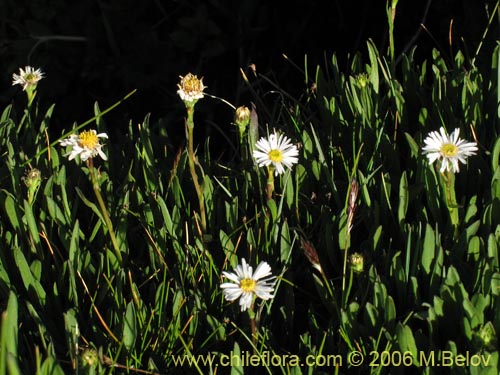 Imágen de Asteraceae sp. #3082 (). Haga un clic para aumentar parte de imágen.