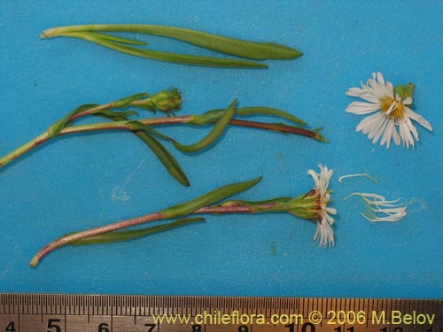Bild von Asteraceae sp. #3082 (). Klicken Sie, um den Ausschnitt zu vergrössern.
