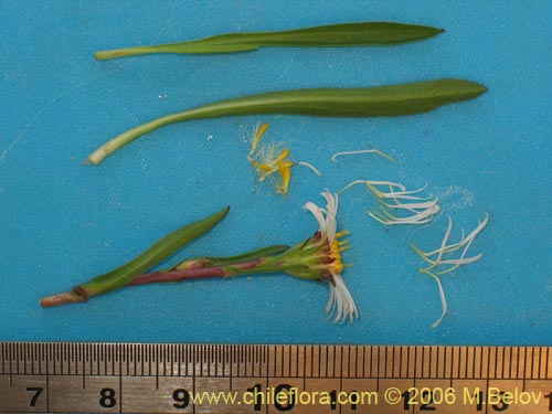 Bild von Asteraceae sp. #3082 (). Klicken Sie, um den Ausschnitt zu vergrössern.