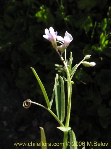Image of Vicia sp.   #1674 (). Click to enlarge parts of image.