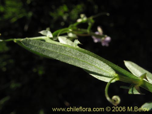 Image of Vicia sp.   #1674 (). Click to enlarge parts of image.