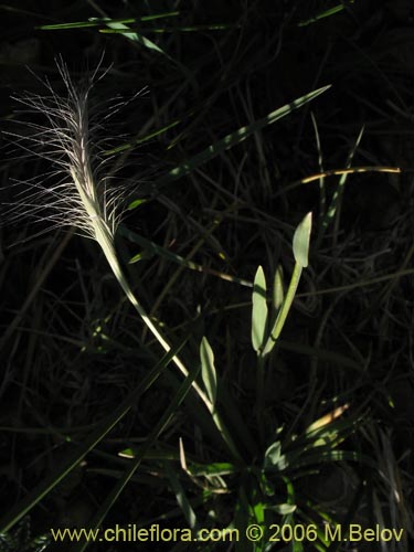 Poaceae sp. #1902の写真