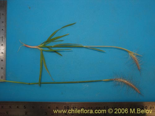 Bild von Poaceae sp. #1902 (). Klicken Sie, um den Ausschnitt zu vergrössern.