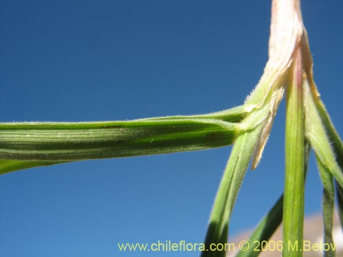 Imágen de Poaceae sp. #1902 (). Haga un clic para aumentar parte de imágen.