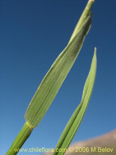 Фотография Poaceae sp. #1902 (). Щелкните, чтобы увеличить вырез.