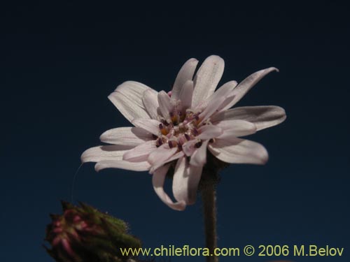 Leucheria viscidaの写真