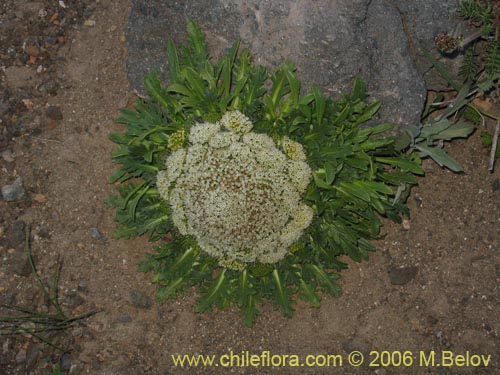 Фотография Nastanthus agglomeratus (Coliflor del cerro). Щелкните, чтобы увеличить вырез.