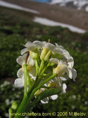 Brassicaceae sp. #3084的照片