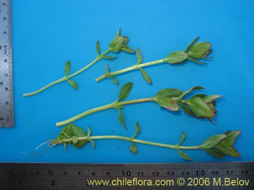 Image of Unidentified Plant sp. #2418 (). Click to enlarge parts of image.
