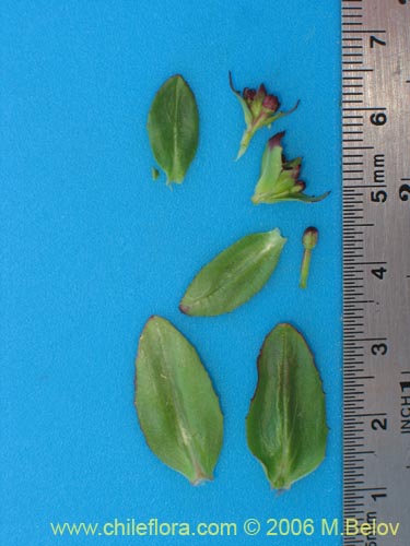 Image of Unidentified Plant sp. #2418 (). Click to enlarge parts of image.