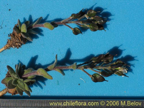 Image of Unidentified Plant sp. #1313 (). Click to enlarge parts of image.