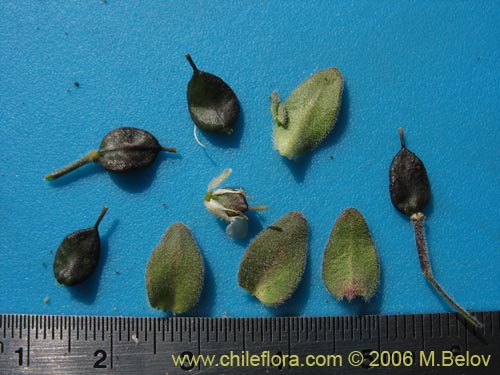 Image of Unidentified Plant sp. #1313 (). Click to enlarge parts of image.