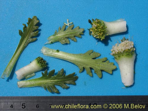 Фотография Nastanthus agglomeratus (Coliflor del cerro). Щелкните, чтобы увеличить вырез.