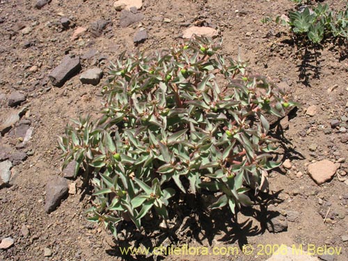Euphorbia sp. 1028  #1028的照片