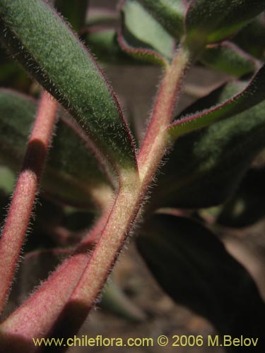 Euphorbia sp. 1028  #1028の写真