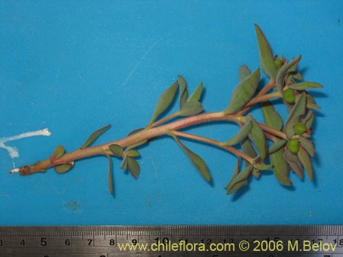 Image of Euphorbia sp. #1028 (). Click to enlarge parts of image.