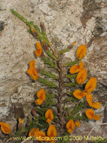 Anarthrophyllum cummingi의 사진