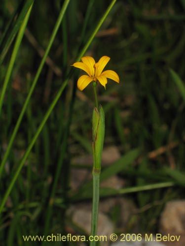 Фотография Iridaceae sp. #1900 (). Щелкните, чтобы увеличить вырез.
