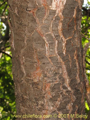 Image of Nothofagus macrocarpa (Roble de Santiago). Click to enlarge parts of image.