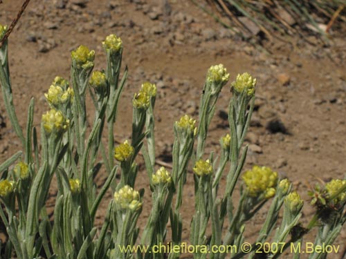 Фотография Gnaphalium viravira (viravira / hierba de la vida / hierba de la diuca). Щелкните, чтобы увеличить вырез.