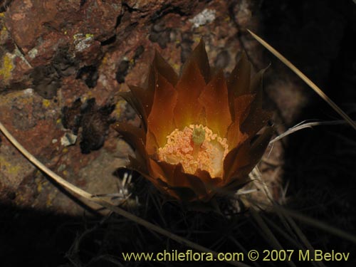 Image of Austrocactus philippii (Hiberno). Click to enlarge parts of image.