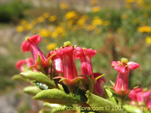 Image of Escallonia rosea (). Click to enlarge parts of image.