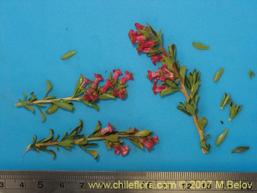 Image of Escallonia rosea (). Click to enlarge parts of image.