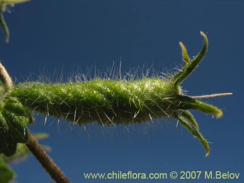 Image of Caiophora sp. #1305 (). Click to enlarge parts of image.