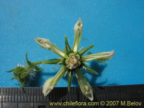Image of Caiophora sp. #1305 (). Click to enlarge parts of image.