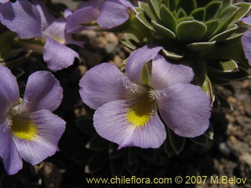 Image of Viola cotyledon (Hierba de corazón). Click to enlarge parts of image.