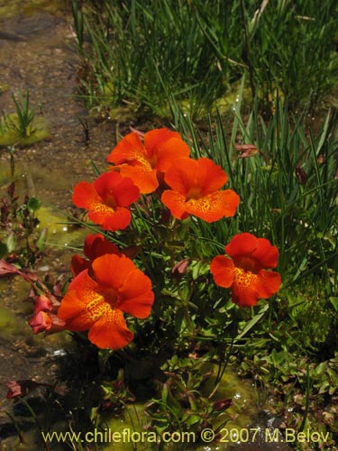 Imágen de Mimulus cupreus (Berro rojo / Flor de cobre). Haga un clic para aumentar parte de imágen.