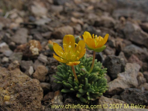 Image of Portulacaceae sp. #1050 (). Click to enlarge parts of image.