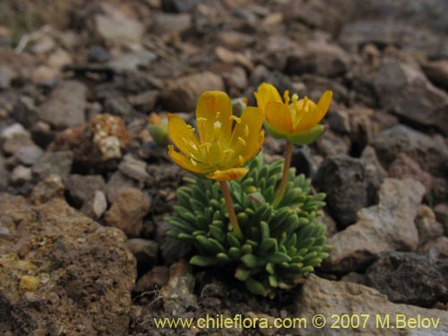 Image of Portulacaceae sp. #1050 (). Click to enlarge parts of image.