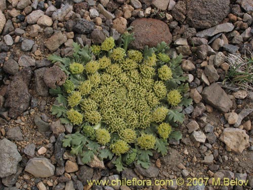 Imágen de Nastanthus agglomeratus (Coliflor del cerro). Haga un clic para aumentar parte de imágen.