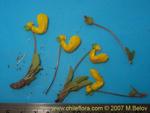 Bild von Calceolaria polyrhiza (). Klicken Sie, um den Ausschnitt zu vergrössern.