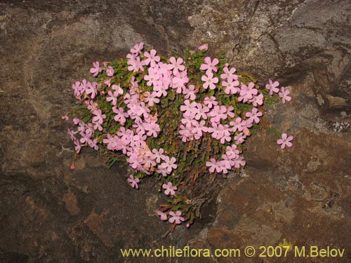 Bild von Ourisia microphylla (Flor de las rocas). Klicken Sie, um den Ausschnitt zu vergrössern.