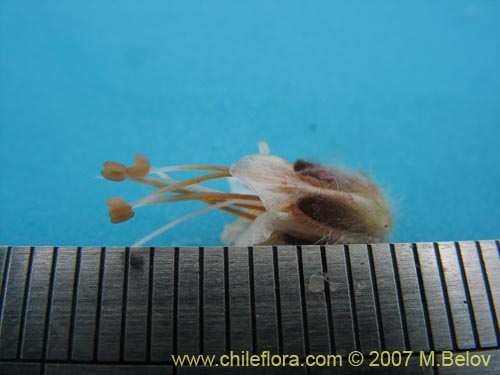 Imágen de Phacelia secunda (Flor de la cuncuna). Haga un clic para aumentar parte de imágen.