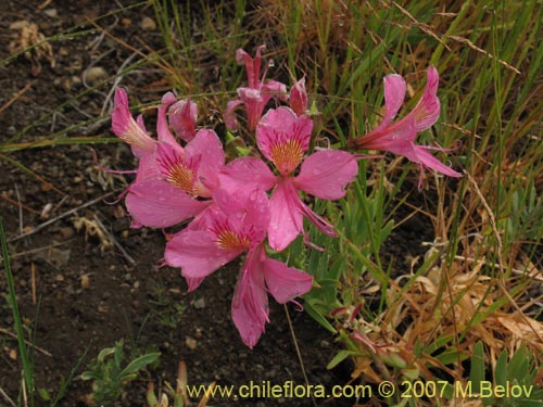 Alstroemeria presliana ssp. australis的照片