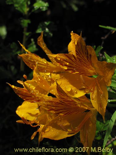 Imágen de Alstroemeria aurea (Alstromeria dorada / Amancay / Liuto / Rayen-cachu). Haga un clic para aumentar parte de imágen.