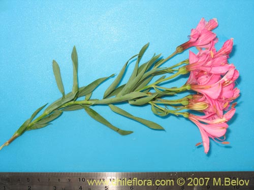 Image of Alstroemeria presliana ssp. australis (). Click to enlarge parts of image.