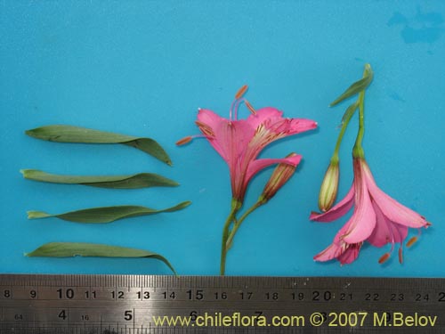 Фотография Alstroemeria presliana ssp. australis (). Щелкните, чтобы увеличить вырез.